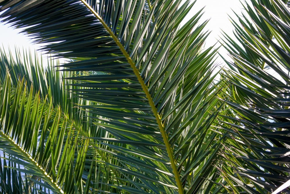 Лист финиковой пальмы
