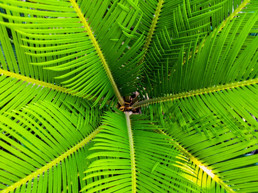 Листья пальм Саго зеленый