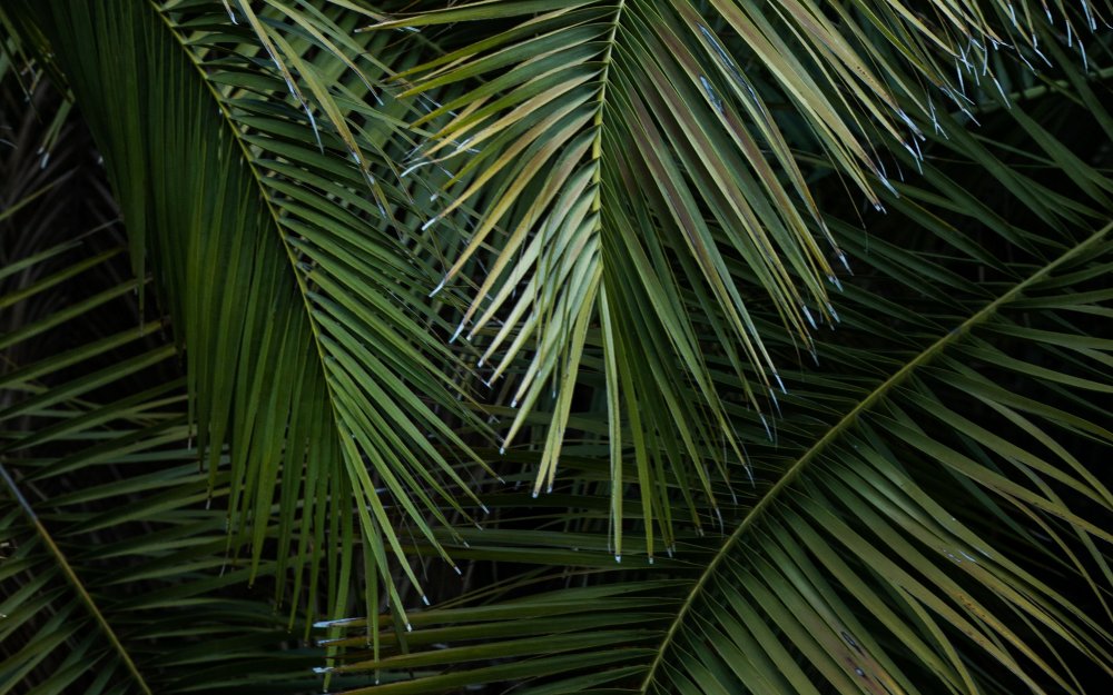Листва пальмы