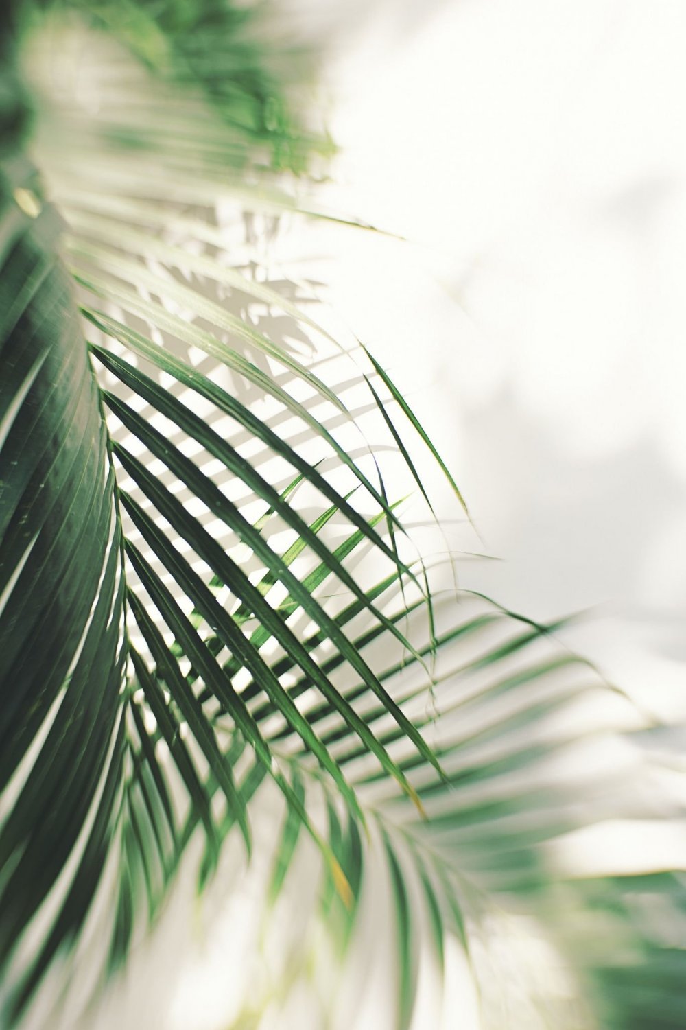 Красивые пальмовые листья
