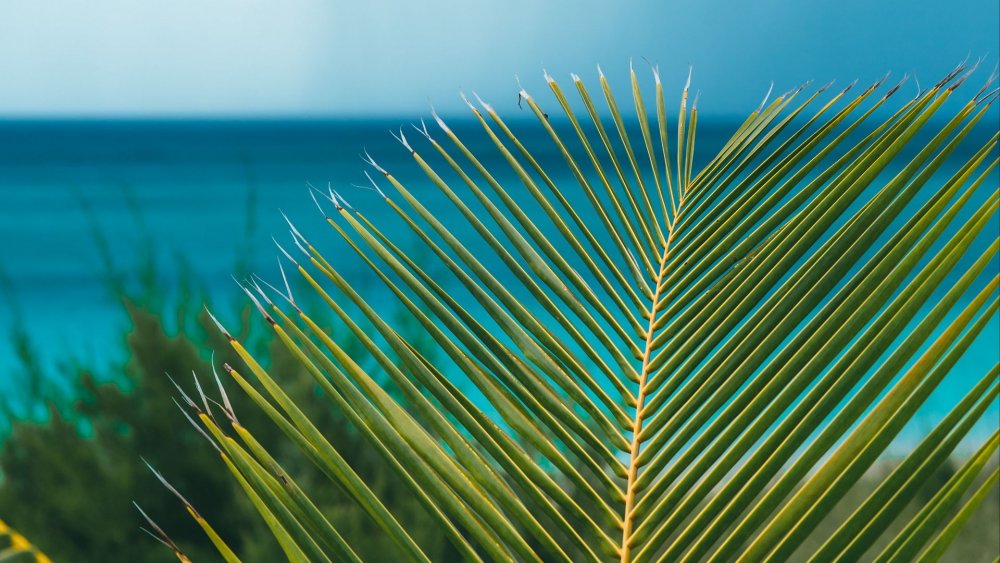 Пальмовая ветка