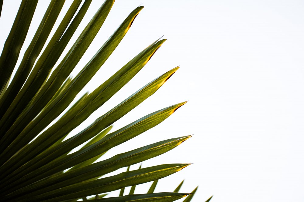 Листья пальмы Минимализм