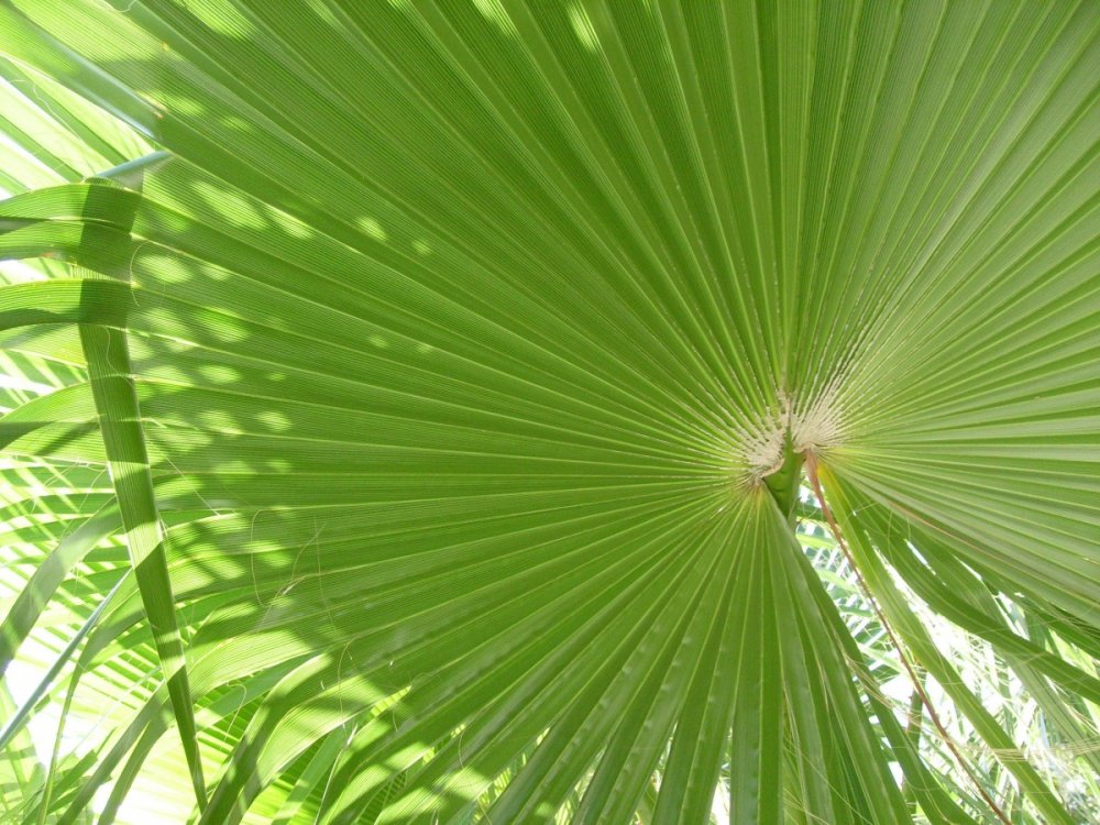 Зеленые листья пальмы