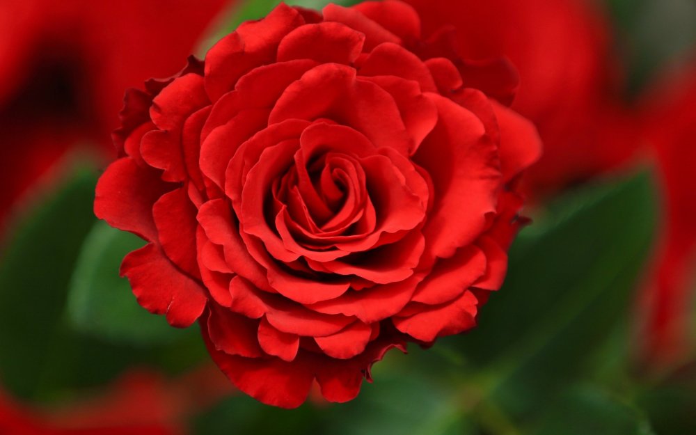 Роза Red Triumph
