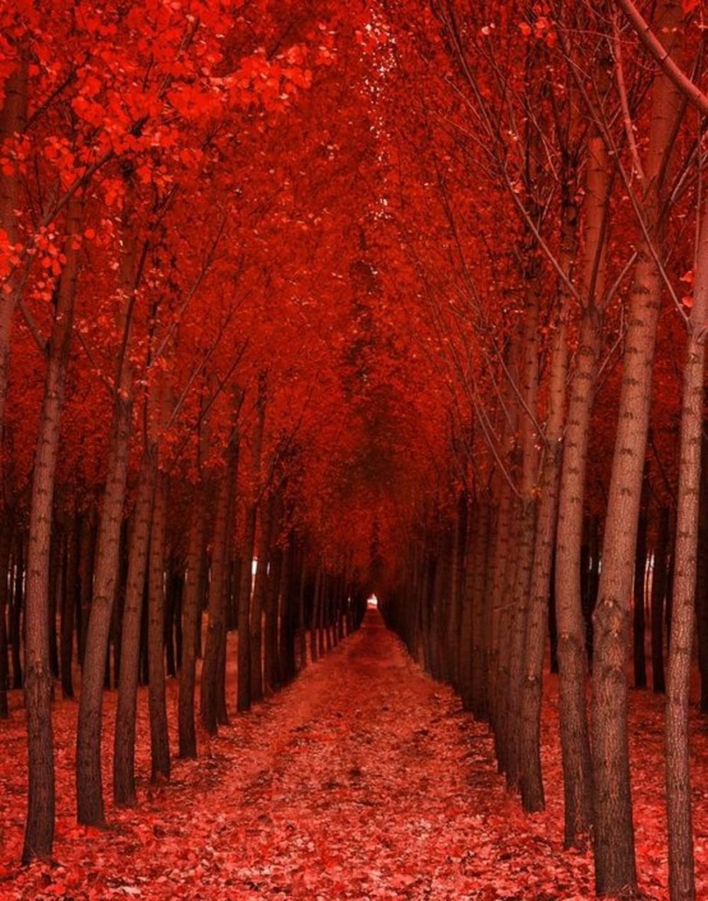 Красивые красные деревья
