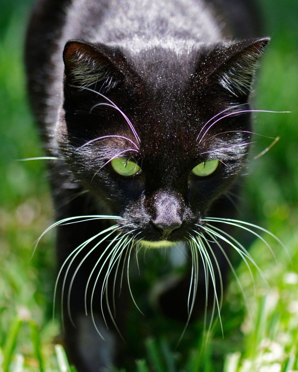 Черный зеленоглазый кот