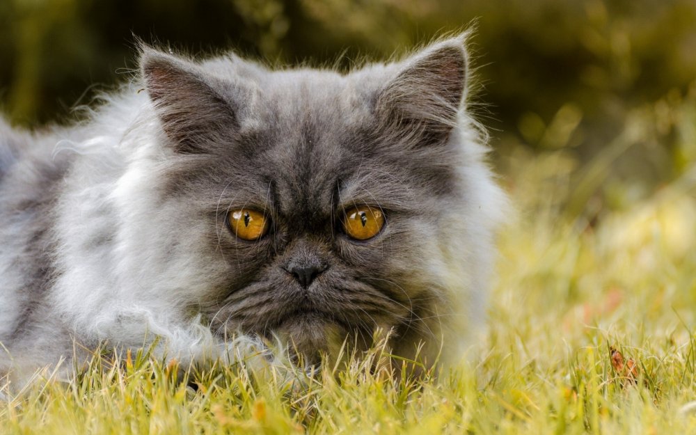 Персидский кот кошка