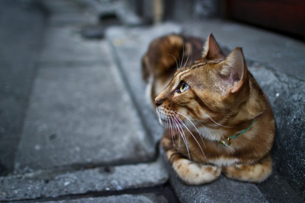 Красивый кот на улице
