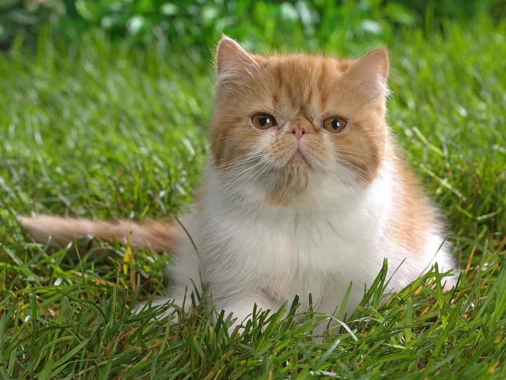 Персидская кошка на природе