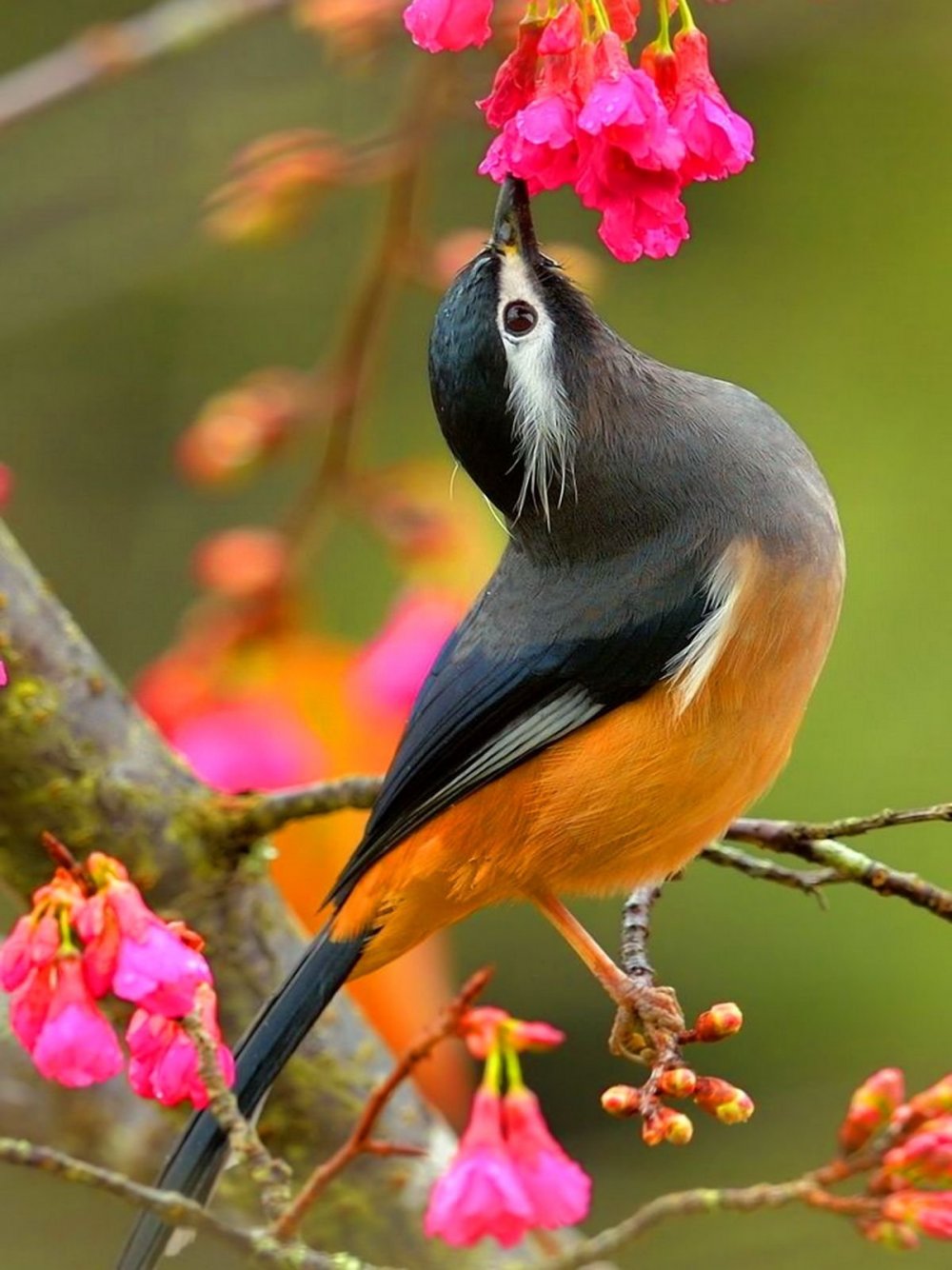 Картинки красивых птиц