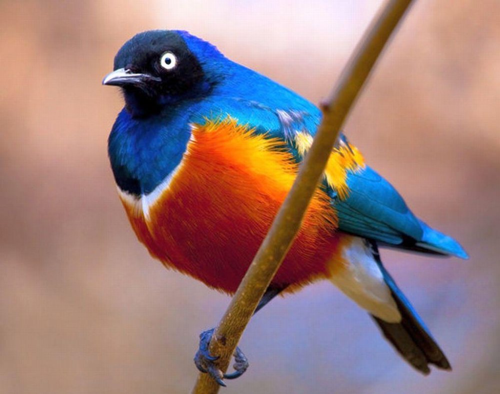 Красивые разноцветные птицы