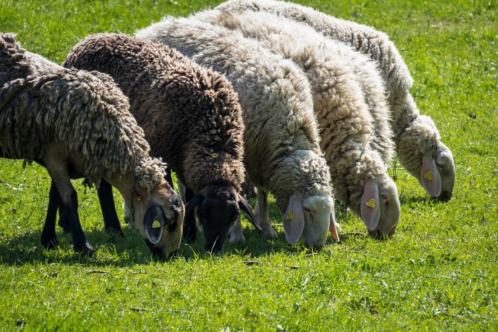 Овцы Молдавия