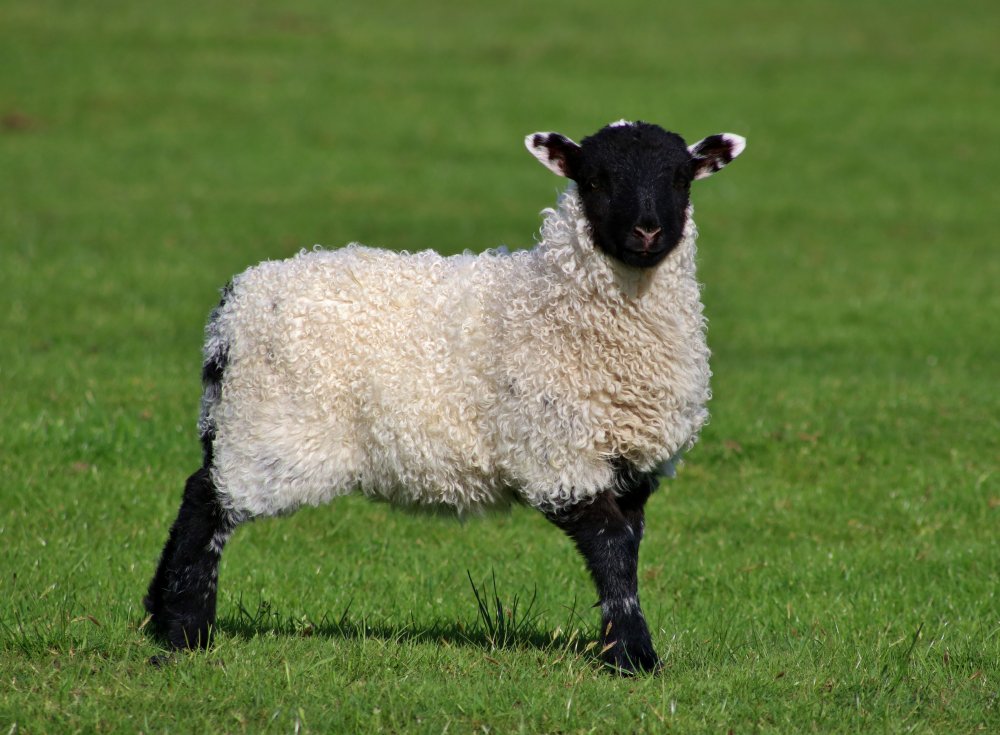 Овцы породы Уилтшир Хорн