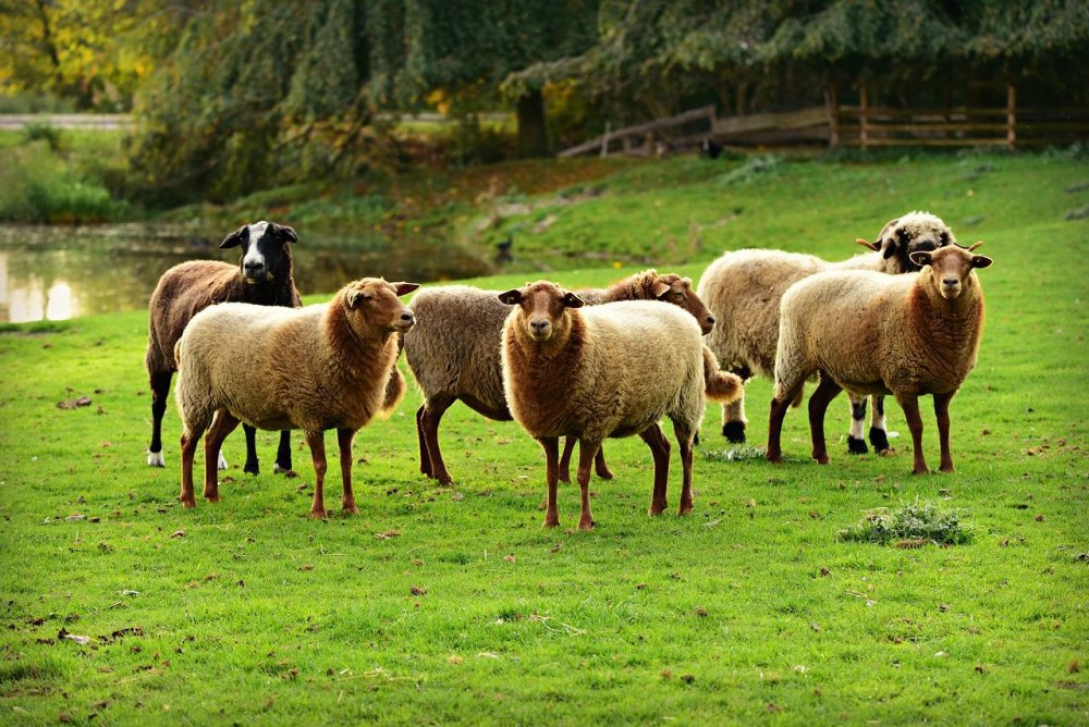 Сельское хозяйство Италии овцеводство