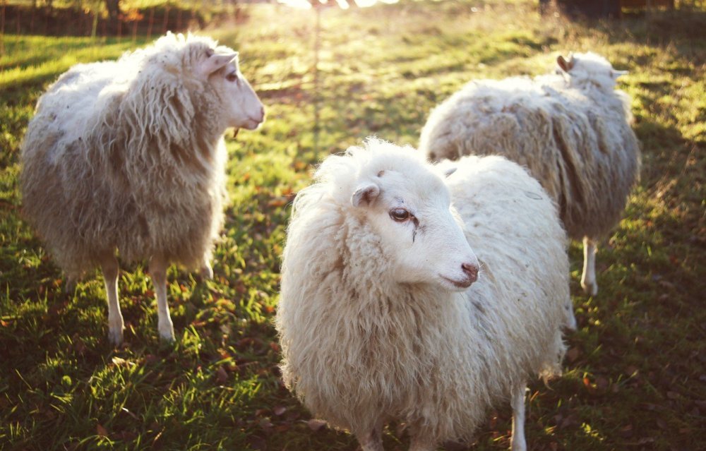 Шерстное овцеводство