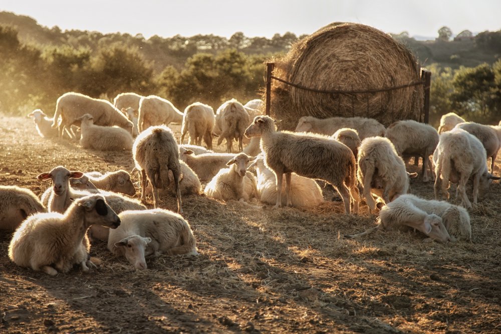 Овцеводство ферма