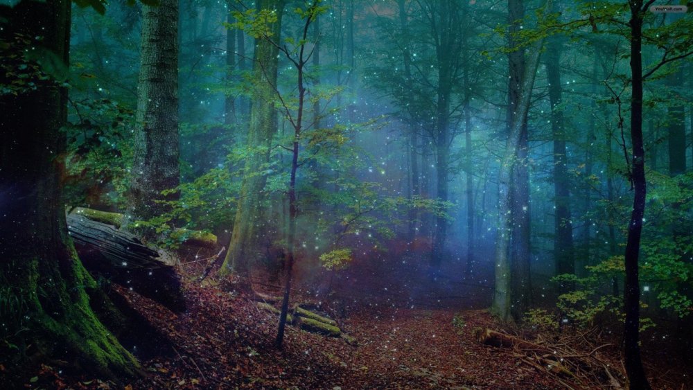 Загадочный лес
