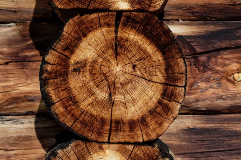 Текстура сруба дерева