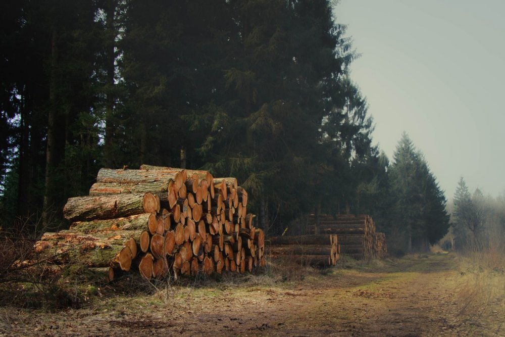 Лес древесина