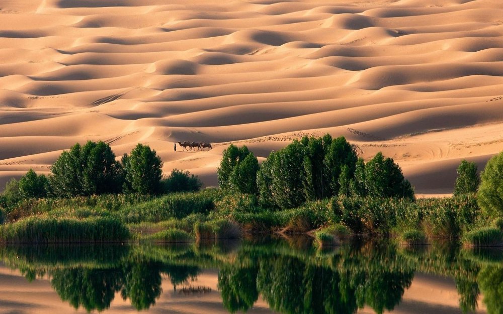 Природа пустыня Оазис