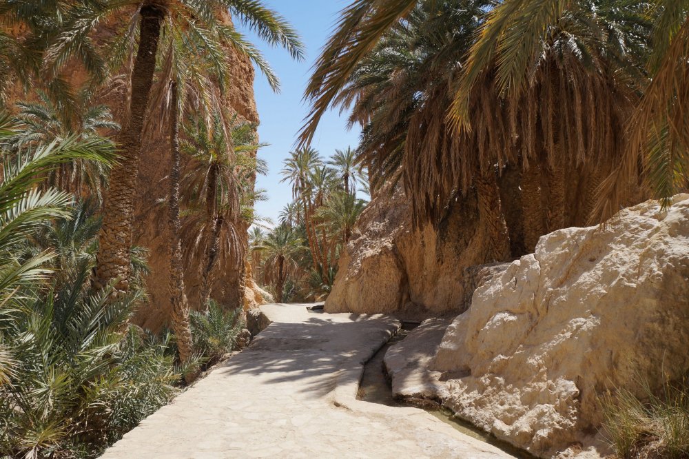 Оазис в пустыне сахара Тунис
