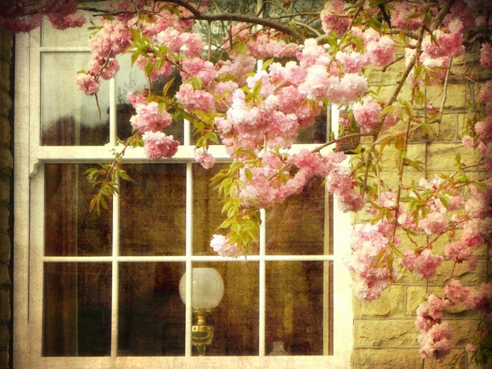 Открытое окно Весна
