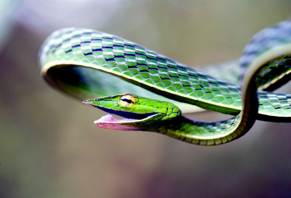 Змея длиннорылая плетевидка