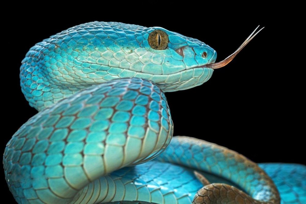 Красивая змея картинки