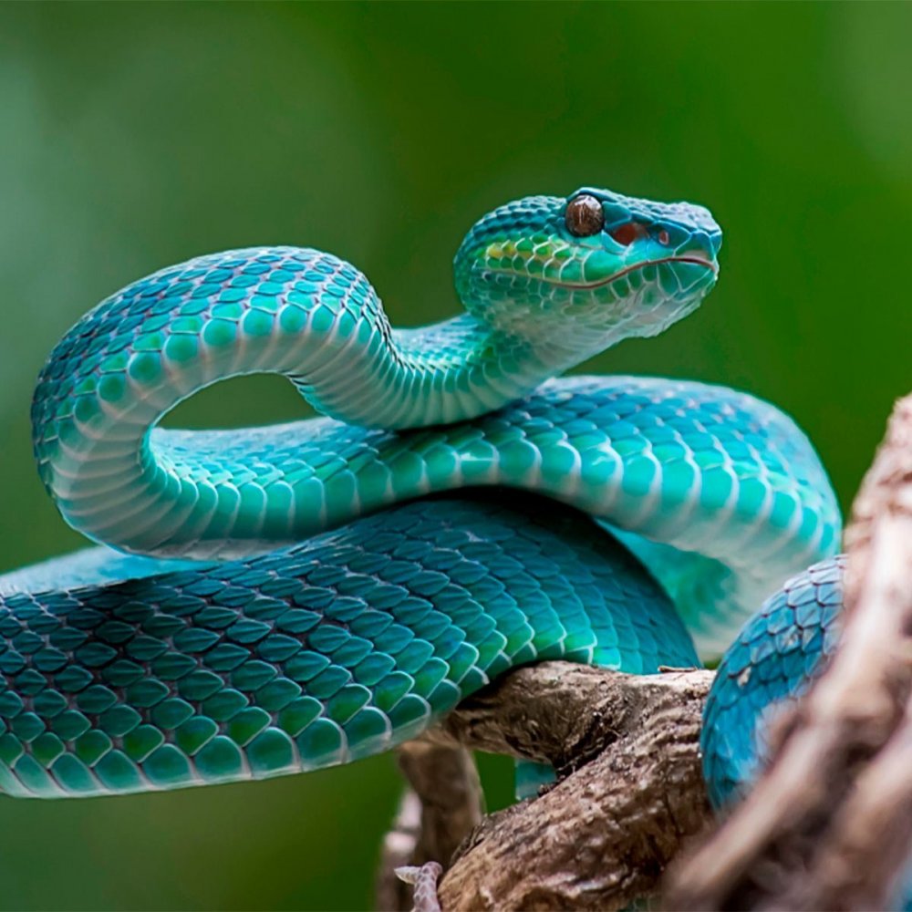 Ядовитая змея Тайпан голубая