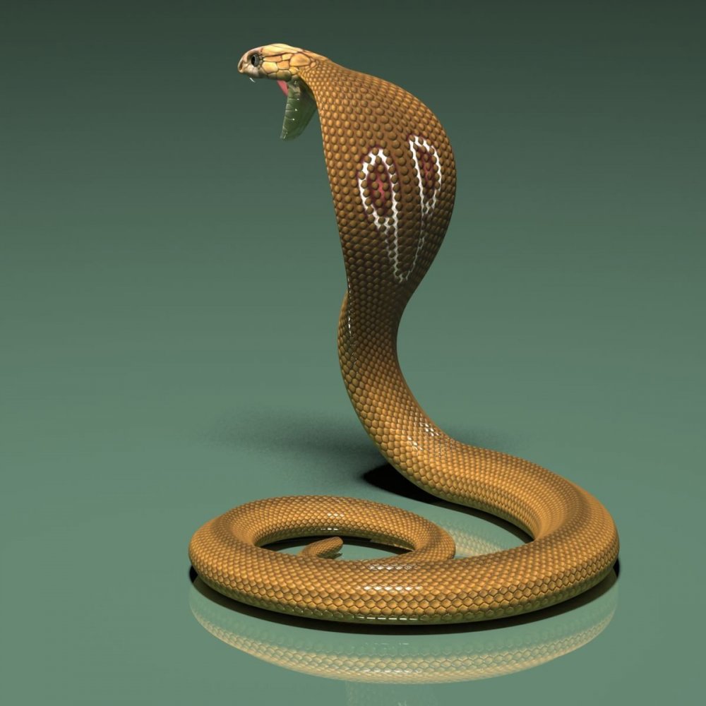 Королевский Брем змея