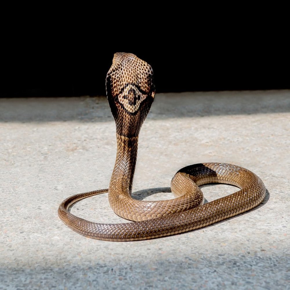 Змея Моноклевая Кобра