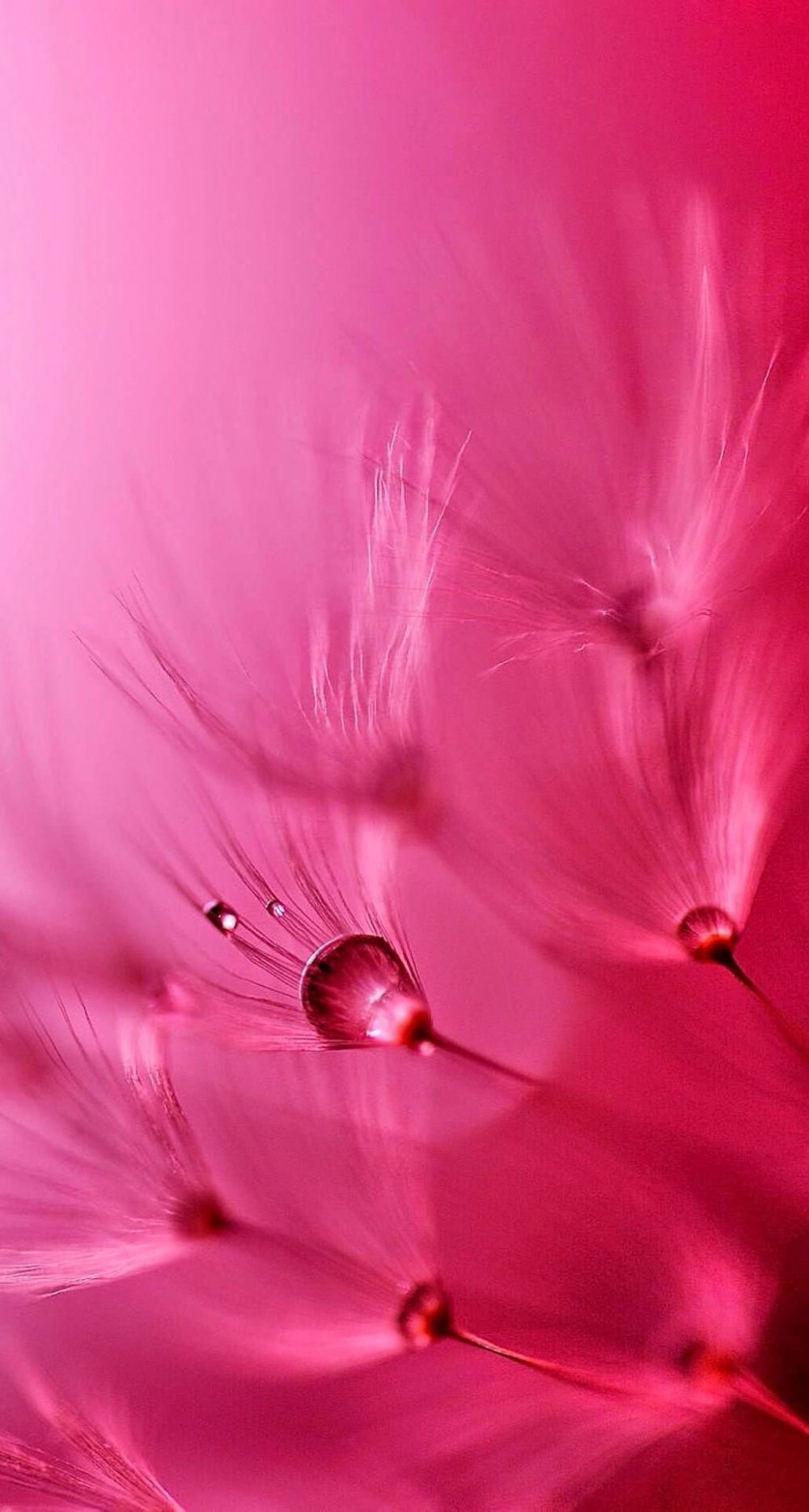 Красивый розовый цвет