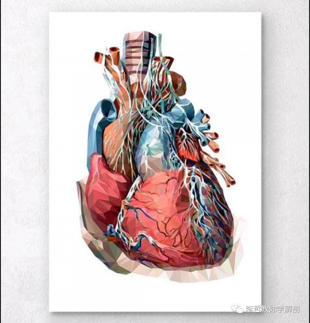 Человеческое сердце реалистичное