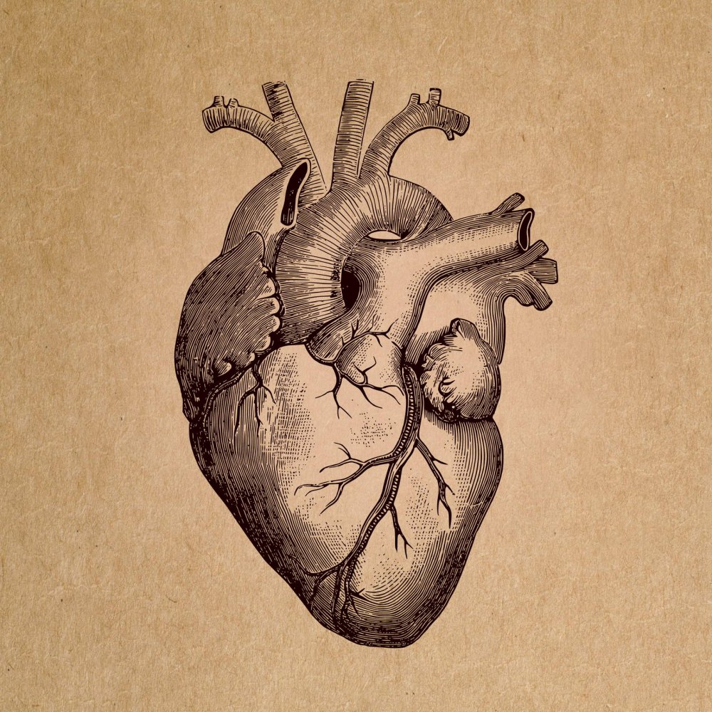 Сердце анатомия референс