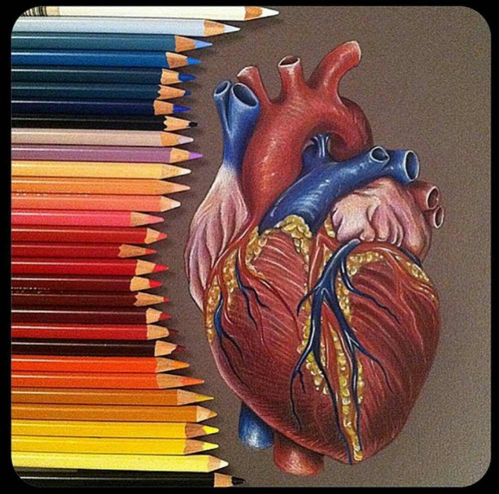 Человеческое сердце настоящее