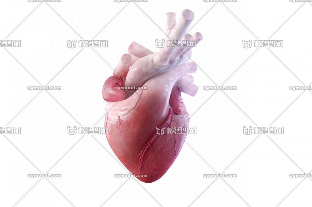 Анатомическое сердце в руке