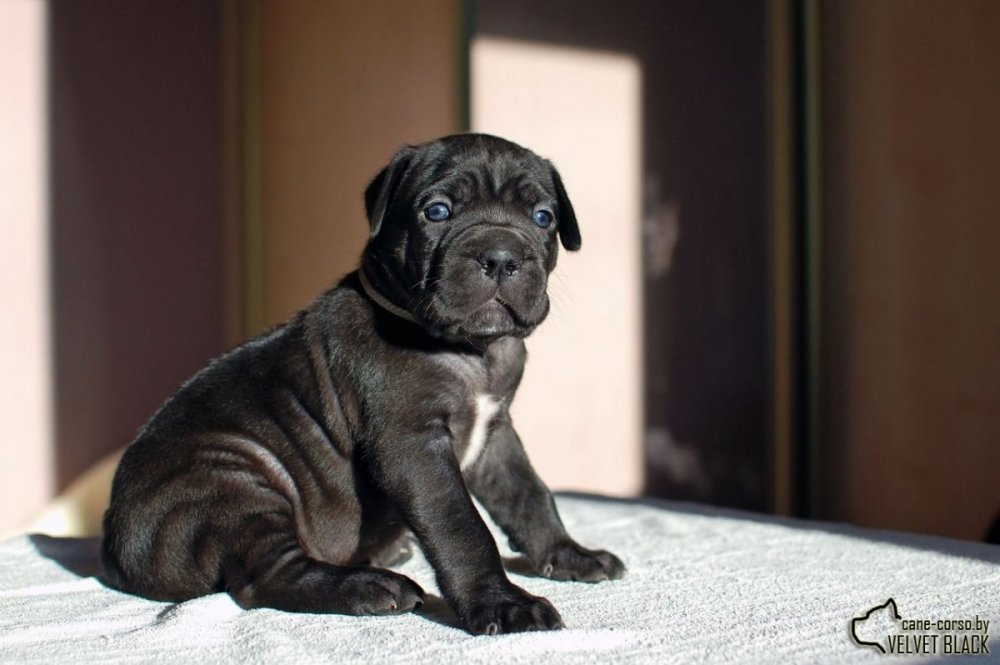 Кане Корсо собака щенок шоколадный