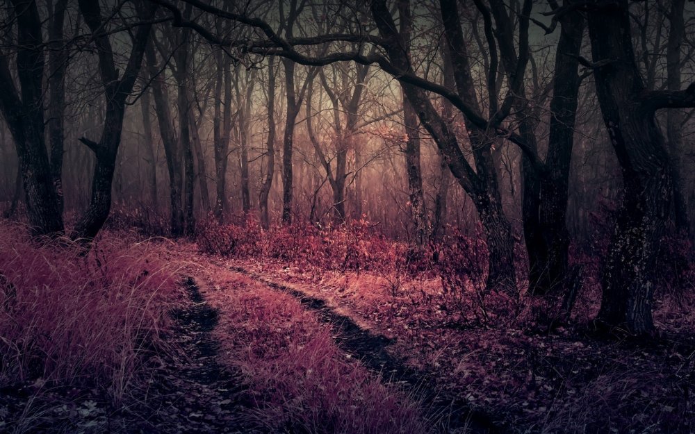 Мрачный лес картинки