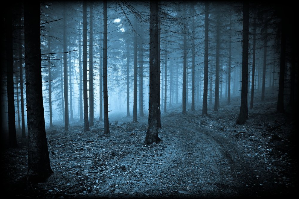 Темный ночной лес