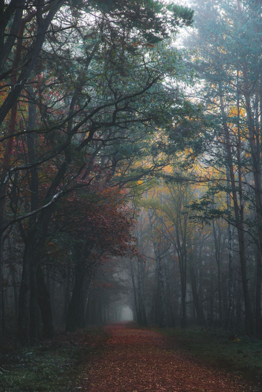 Мрачный лес пейзаж
