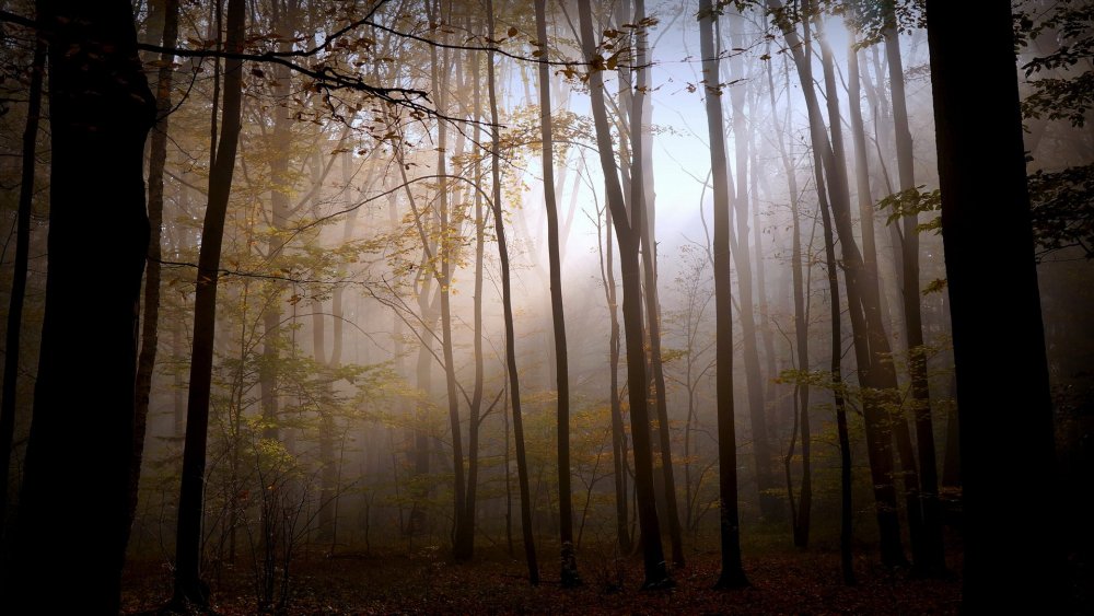Мрачный осенний лес