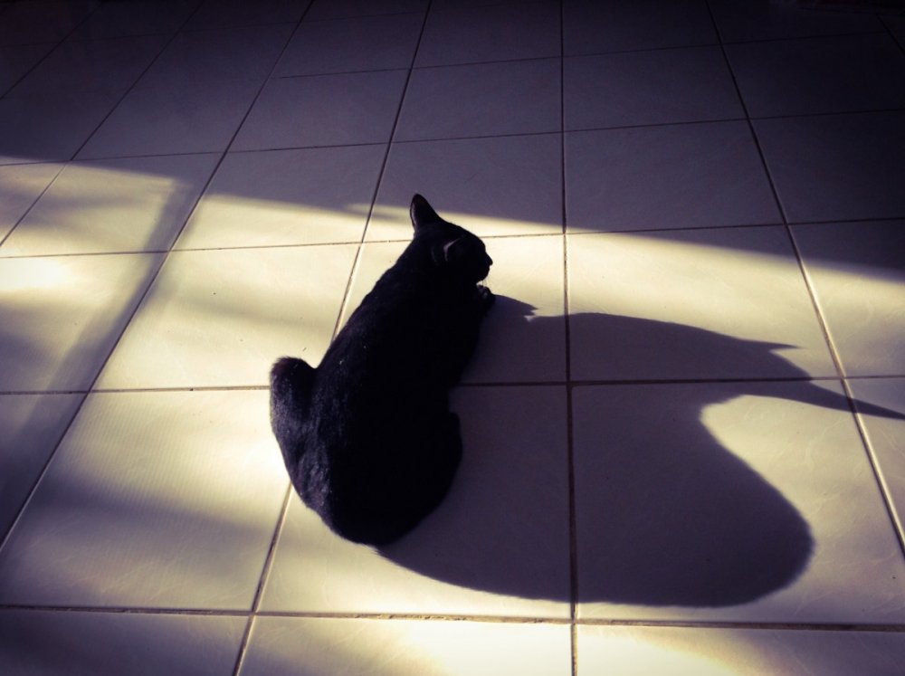 Тень от кота