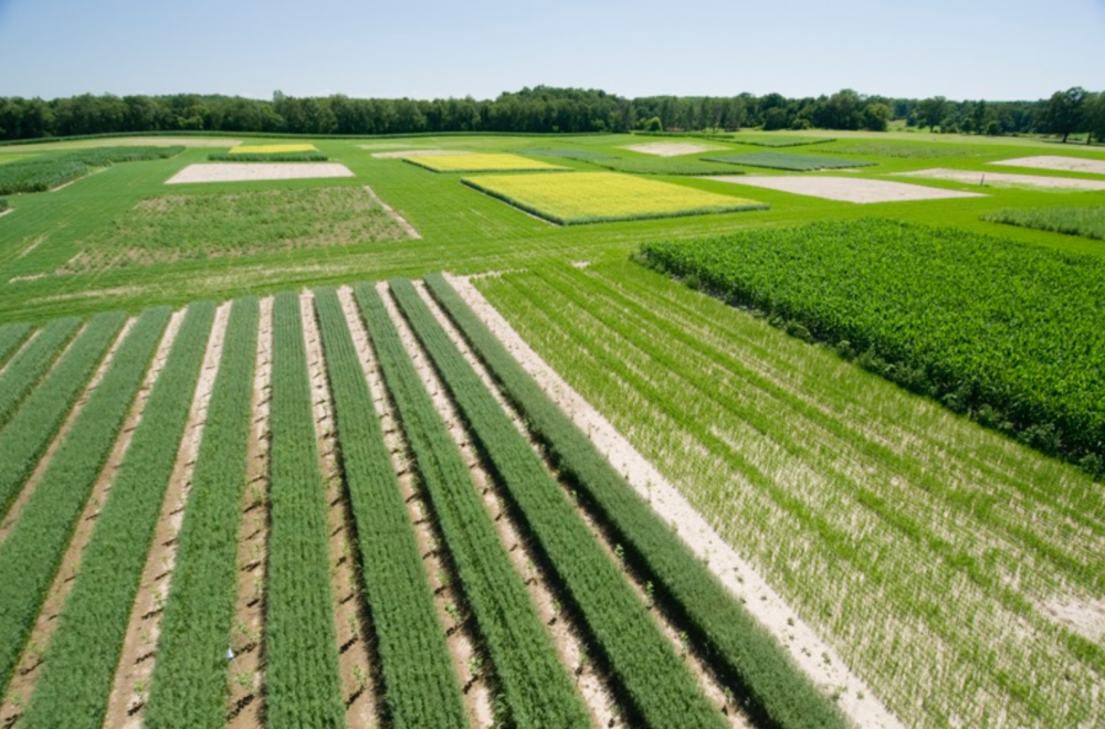 Агрономия в сельском хозяйстве