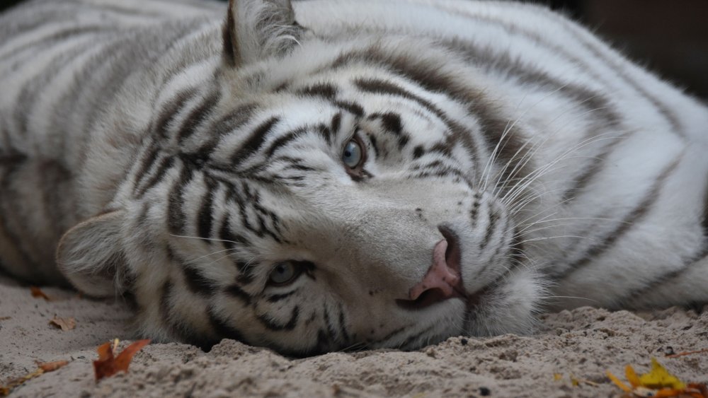 Красивый белый тигр