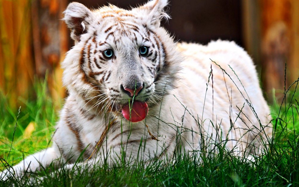 Тигренок белого тигра