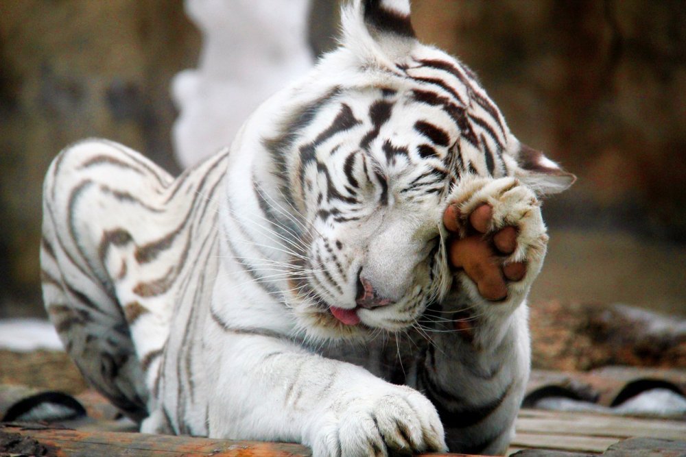 Бенгальский тигр с тигрятами