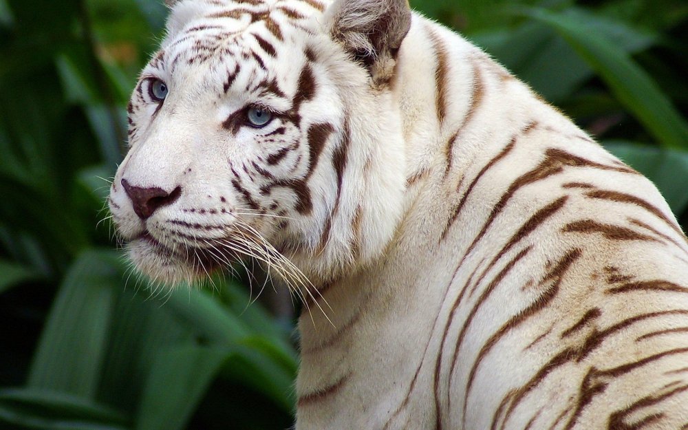 "Белый тигр" 2021г.