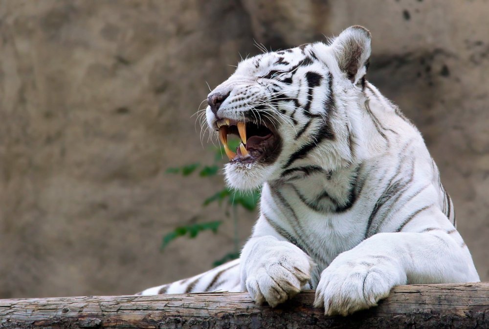 Бенгальский тигр