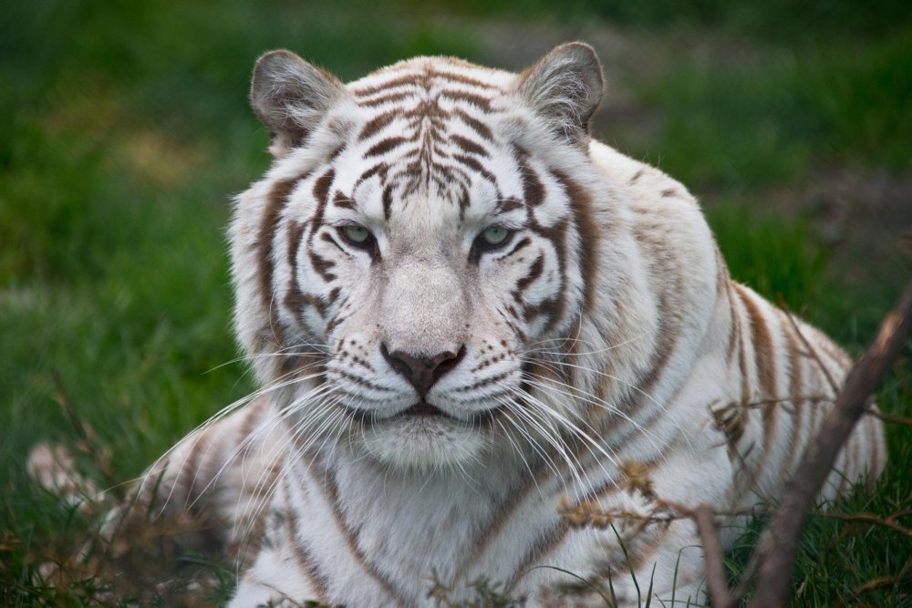 Уссурийский тигр морда
