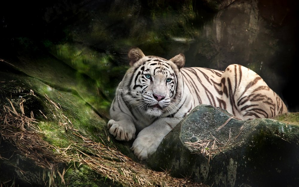 Прайд бенгальский тигр